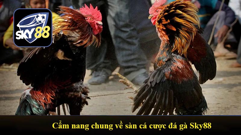 Cẩm nang chung về sàn cá cược đá gà Sky88