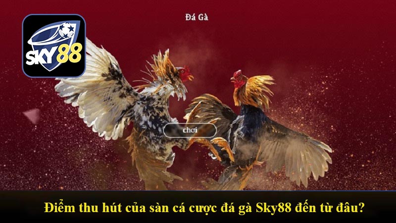 Điểm thu hút của sàn cá cược đá gà Sky88 đến từ đâu?