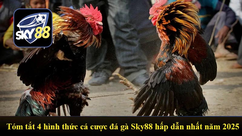 Tóm tắt 4 hình thức cá cược đá gà Sky88 hấp dẫn