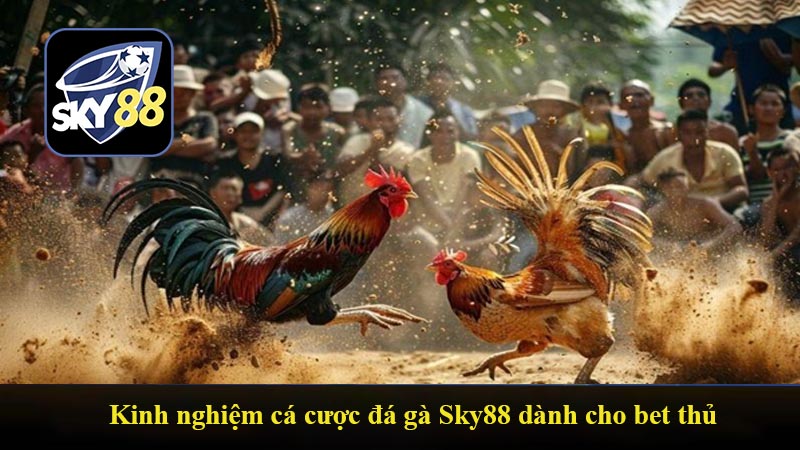Kinh nghiệm cá cược đá gà Sky88 dành cho bet thủ mới tham gia