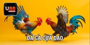 Giới thiệu đôi nét về đá gà cựa dao cơ bản cần biết