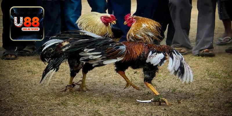 Luật chơi của đá kê cựa dao cơ bản cần biết