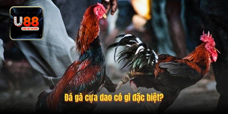 Kinh nghiệm đặt cược đá gà cựa dao dễ thắng lớn